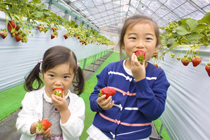 いちご狩り 立ってつめる高さ