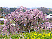 さくらツアー三春滝桜