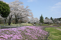 さくらツアー長峰公園