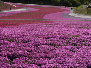 芳賀の芝桜観賞