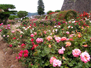 白河バラ園