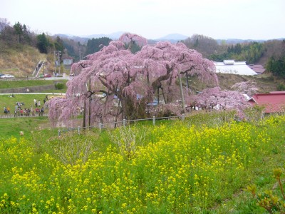 三春滝桜