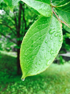 葉っぱ　雨