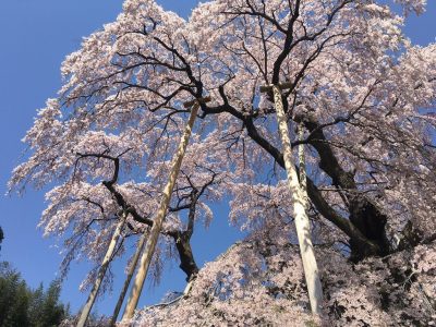 花も団子もいただきた～い！