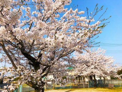 2018.04.04桜