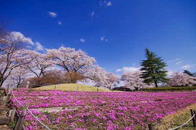 m-s-【ホテルエピナール那須】桜