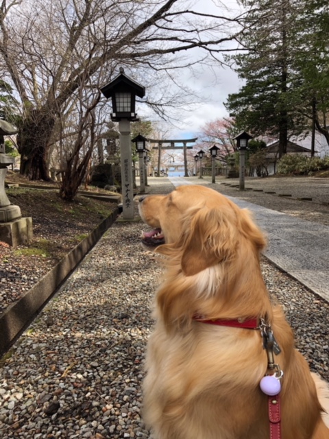 狂犬病予防注射