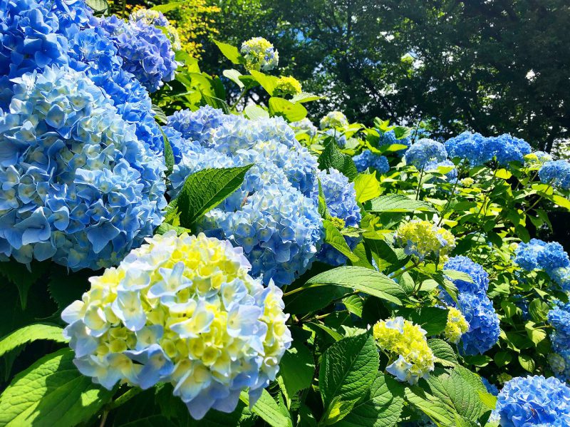 夏の風物詩と言えば・・・｜那須が大好き！｜那須ブログストリート｜那須の宿泊・日帰り・観光には温泉・プールのあるホテルエピナール那須＜公式＞