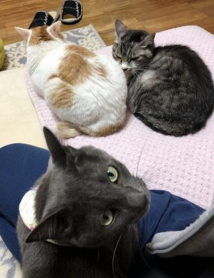 Ｓ家のネコ紹介＆こなすのお願い