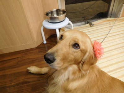 感謝だワン！