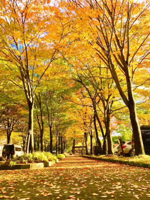 エピナールの紅葉