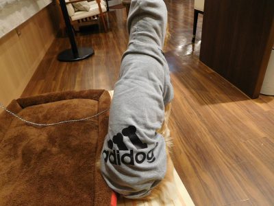寒い冬を乗り越えるワン！