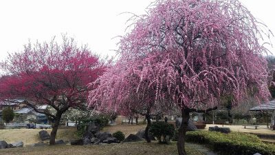 梅の花