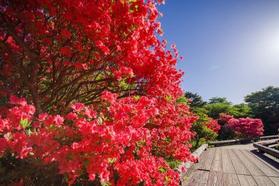 花々が咲き誇る季節♪桜の次は・・・！？