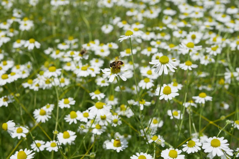 6月だけの花摘み体験♪