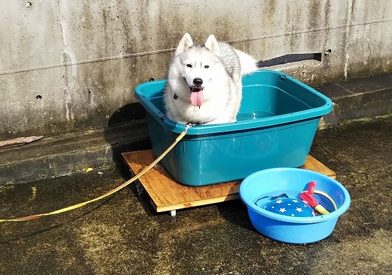 水浴び