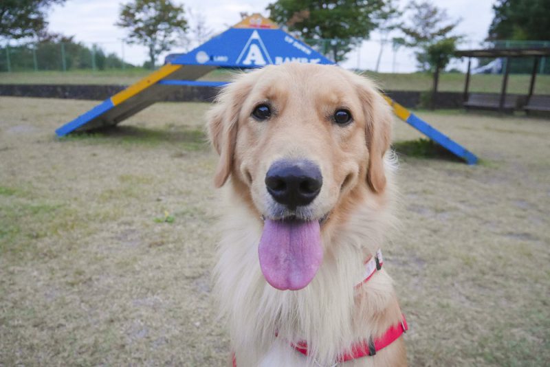 看板犬ランキング　結果発表！