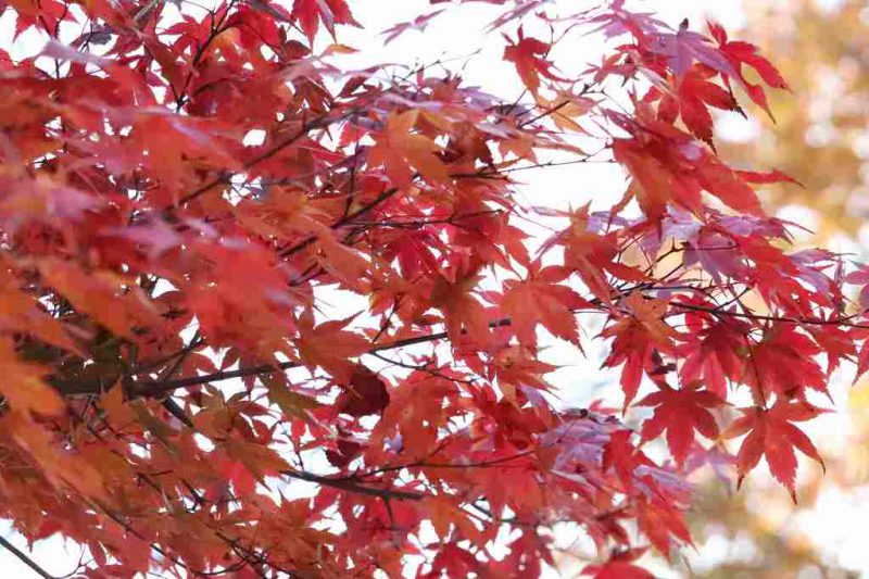 那須の紅葉は長いのです