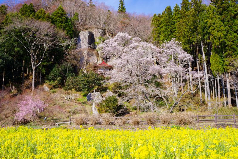春はすぐそこ！おすすめ桜スポット☆