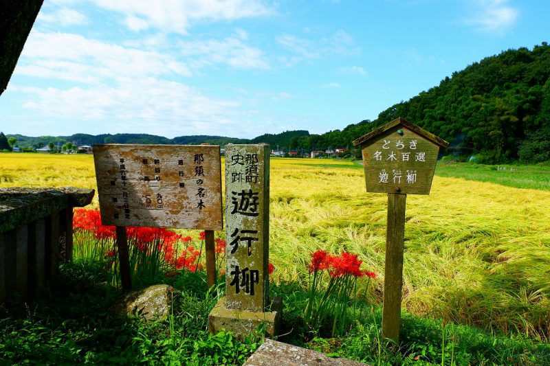 田舎ならではの風景を・・・