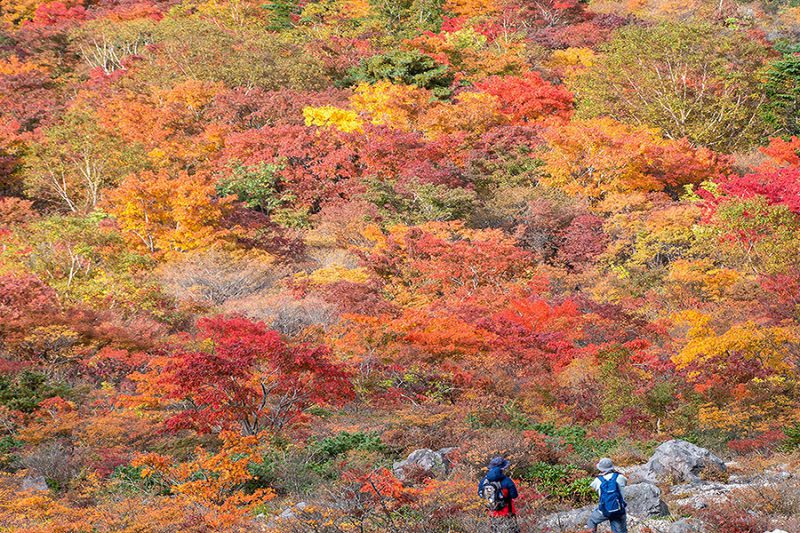 今が見頃♪那須の紅葉情報！