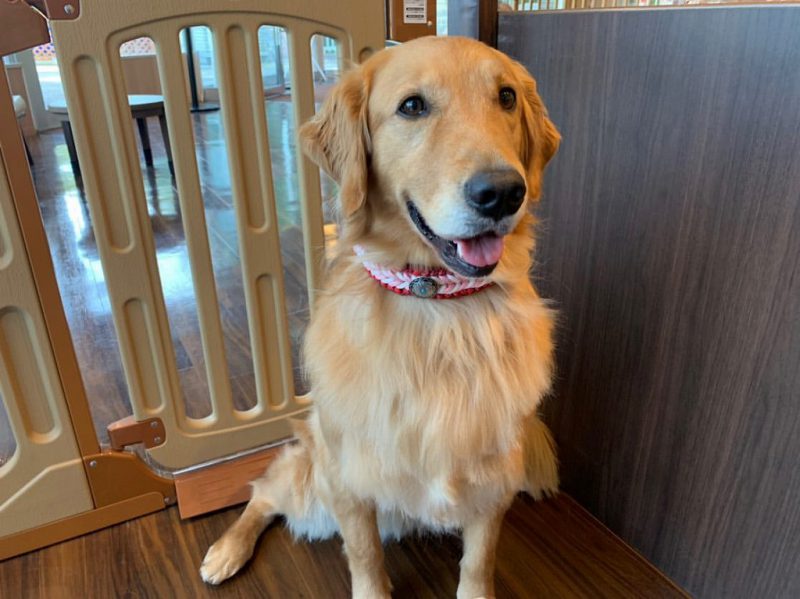 看板犬ランキング開始！！