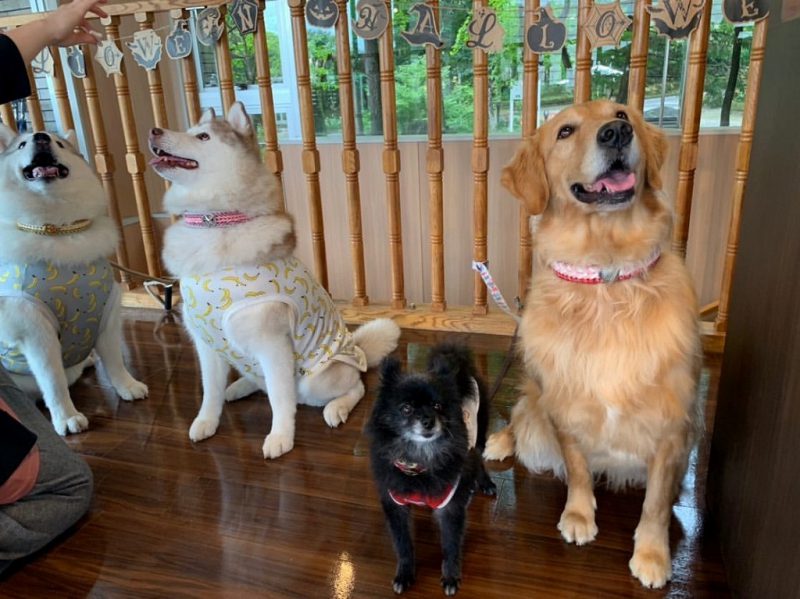 お洒落犬を目指して♥