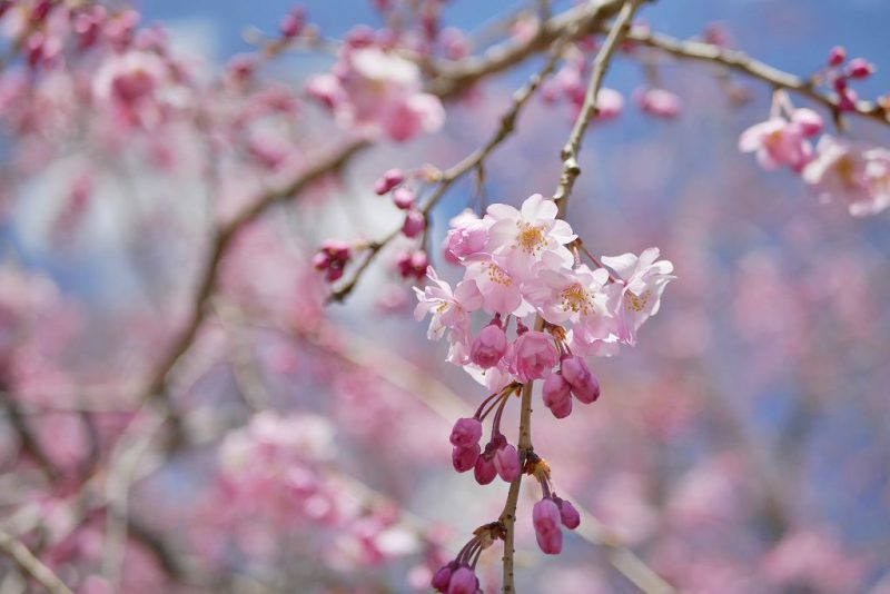 待ってました！桜の季節♪