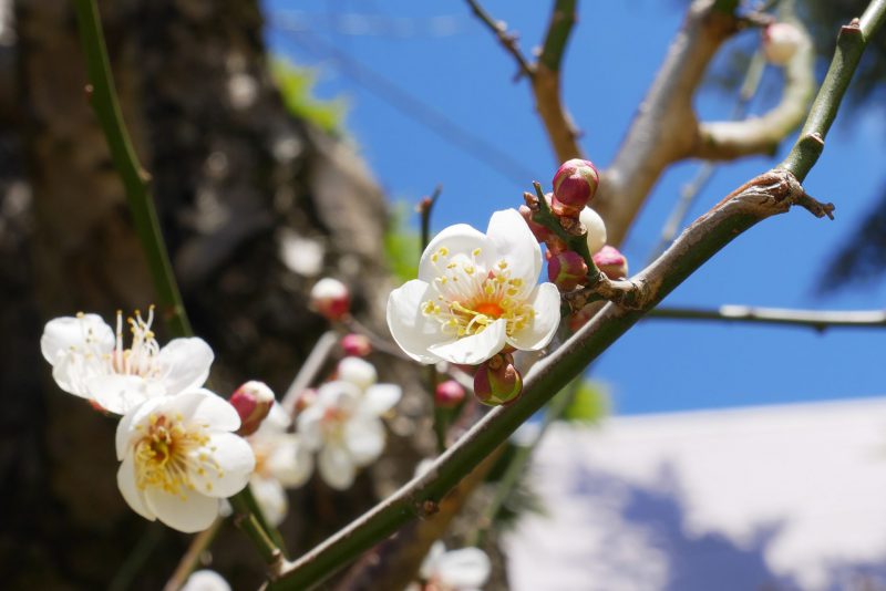 梅の花が咲いていました♪