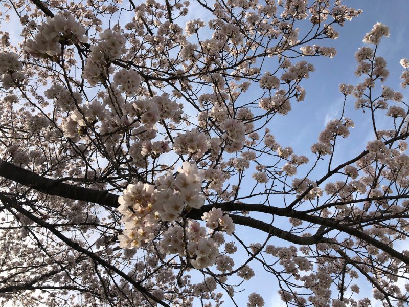 エピ近の桜♪