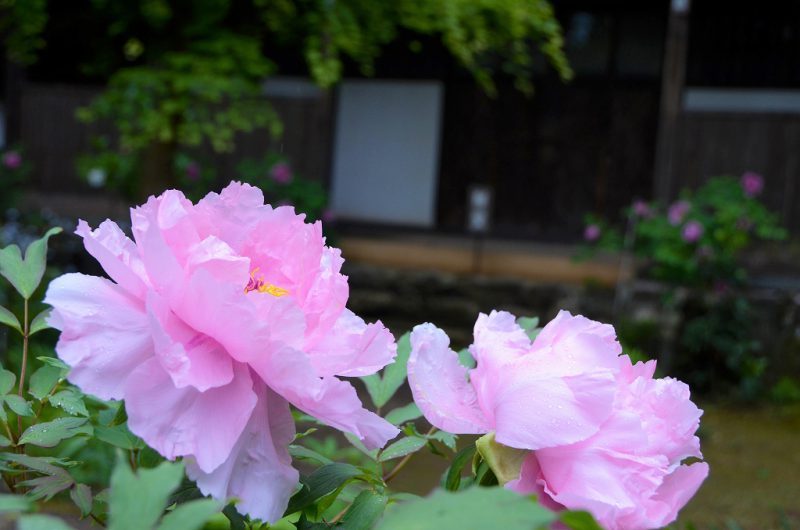 「牡丹寺」と呼ばれるお寺♪