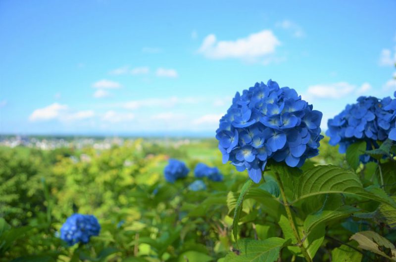 “紫陽花(あじさい)”の開花情報♪