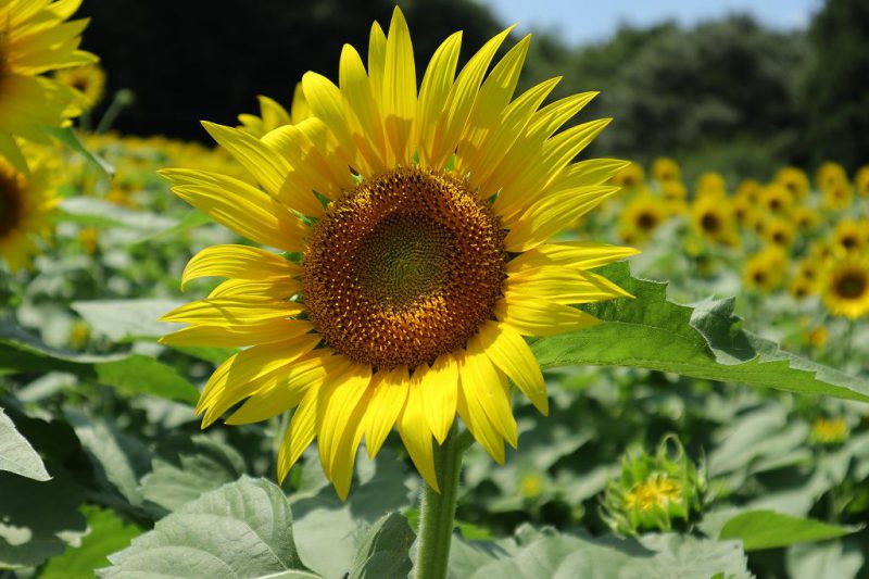 15万本のヒマワリ畑の景色は圧巻です🌻