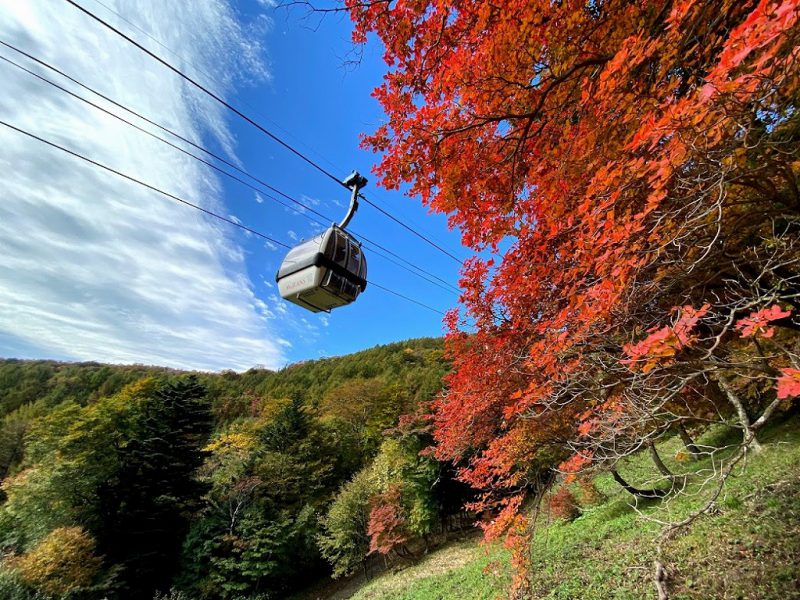 もうすぐ紅葉の季節です！