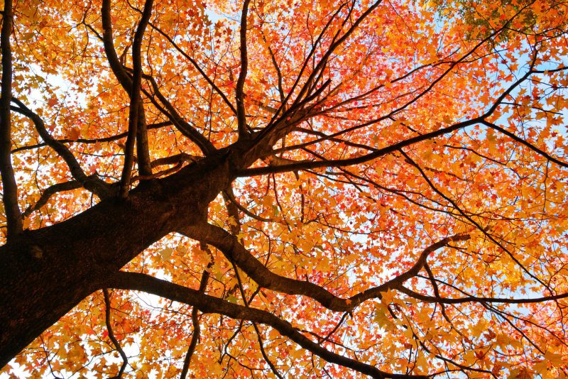 敷地内の紅葉が見頃♪