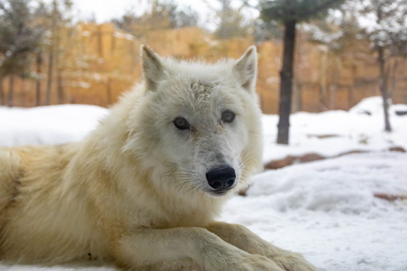 「キングダムの動物たちは、冬も元気いっぱい」