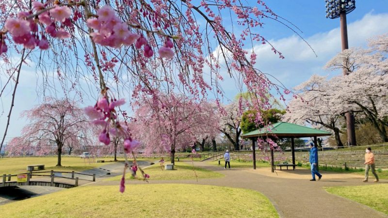 桜のお便りが届いています★