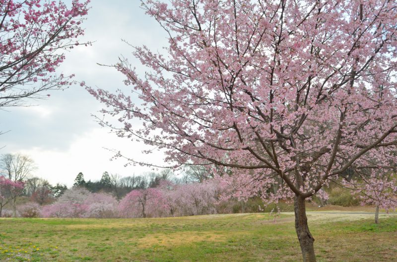 桜の名所をどどんと紹介🌸