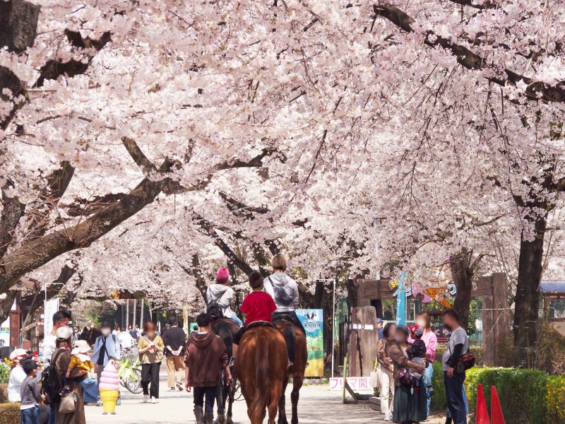 ★4月10日（日）情報★那須塩原市の見どころ桜スポットはココ！