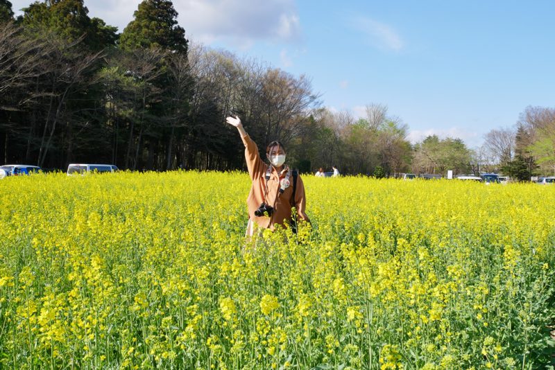 一面黄色の絨毯♪