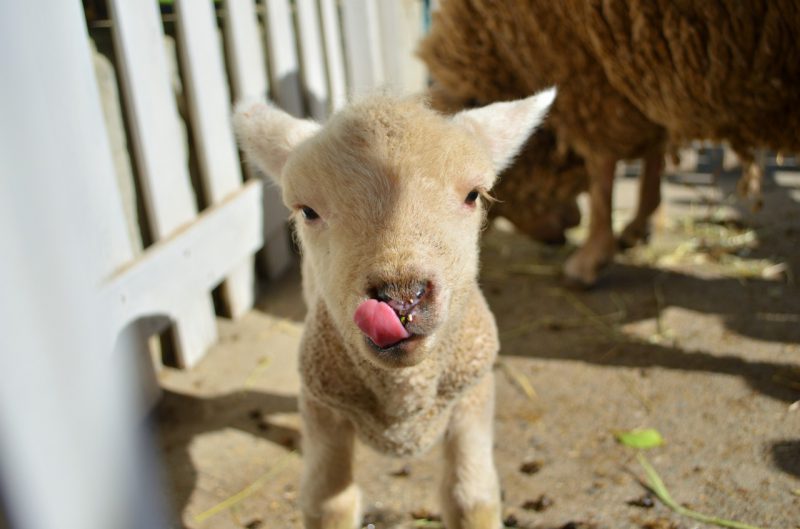 かわいい動物大集合😍りんどう湖に行ってきた♪