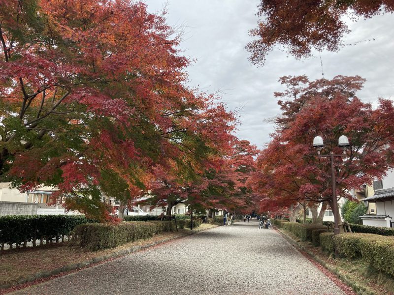 まだ間にあう！オススメ紅葉スポット♪