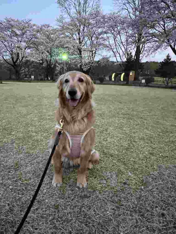 桜が綺麗な季節♬