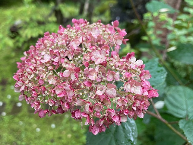 花を愛でよう