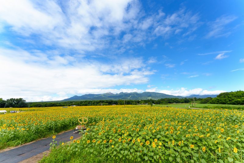 夏のおもひで🌻