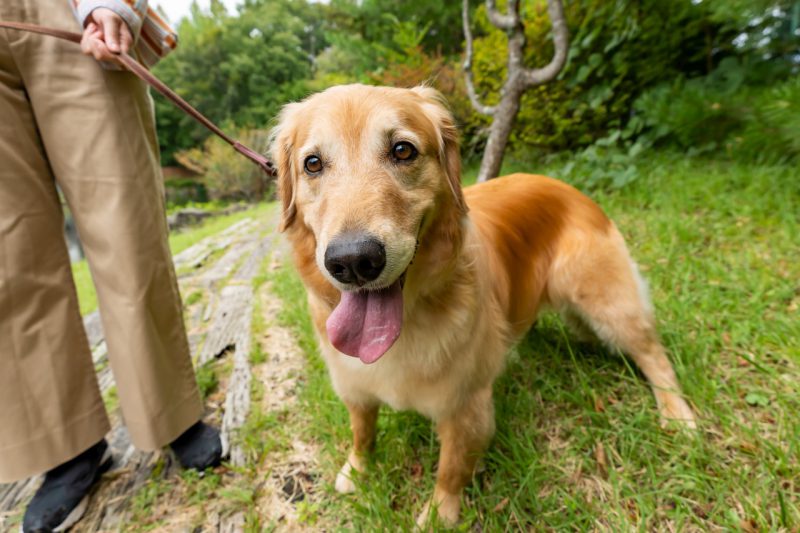 みんなのアイドルこなす🐶1位への応援をお願いしますワン🐾