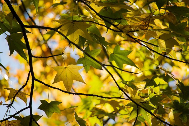 紅葉状況と気になるアノ結果を発表～！
