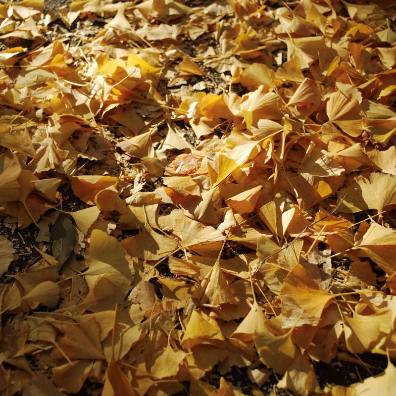 これからの季節に🍁