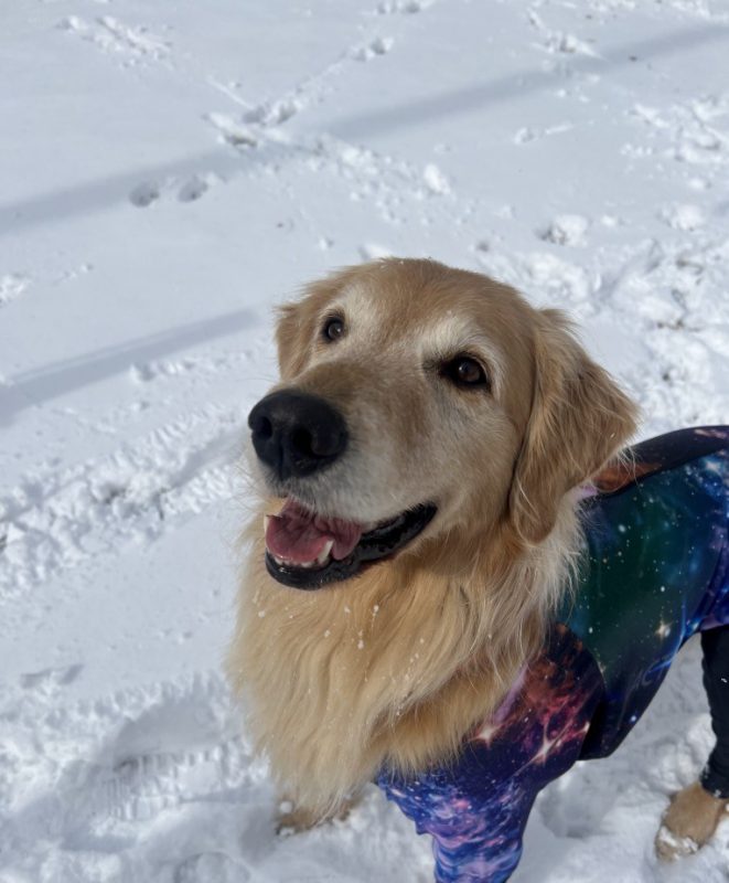 犬は喜び、、、人は、、、