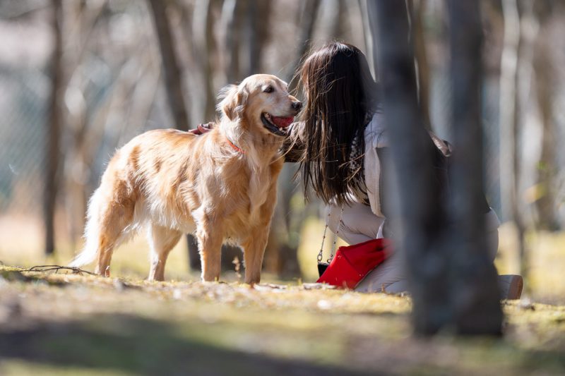 引退前の看板犬とお散歩🐶 春のお花見情報🌸